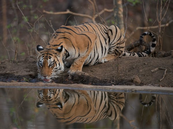 Comment organiser une expédition pour observer les tigres du Bengale en Inde ?